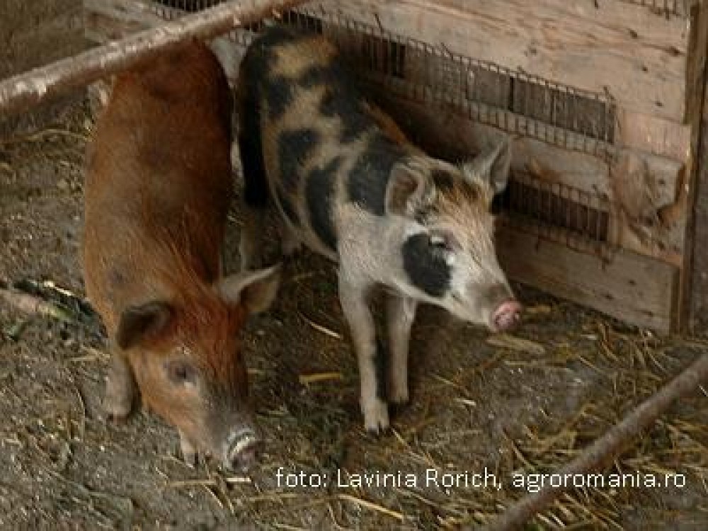 CEC Bank a lansat o oferta de creditare crescatorilor de porci beneficiari ai fondurilor pentru bunastarea animalelor