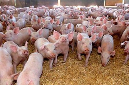 Ajutoare de 11 milioane de euro pentru producatorii de lapte si carne de porc