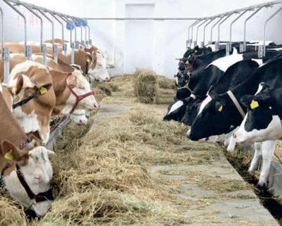 Costel Caras: Statul ar trebui sa-l incurajeze pe fermierul mic sa renunte la lapte si sa se orienteze pe vaca de carne