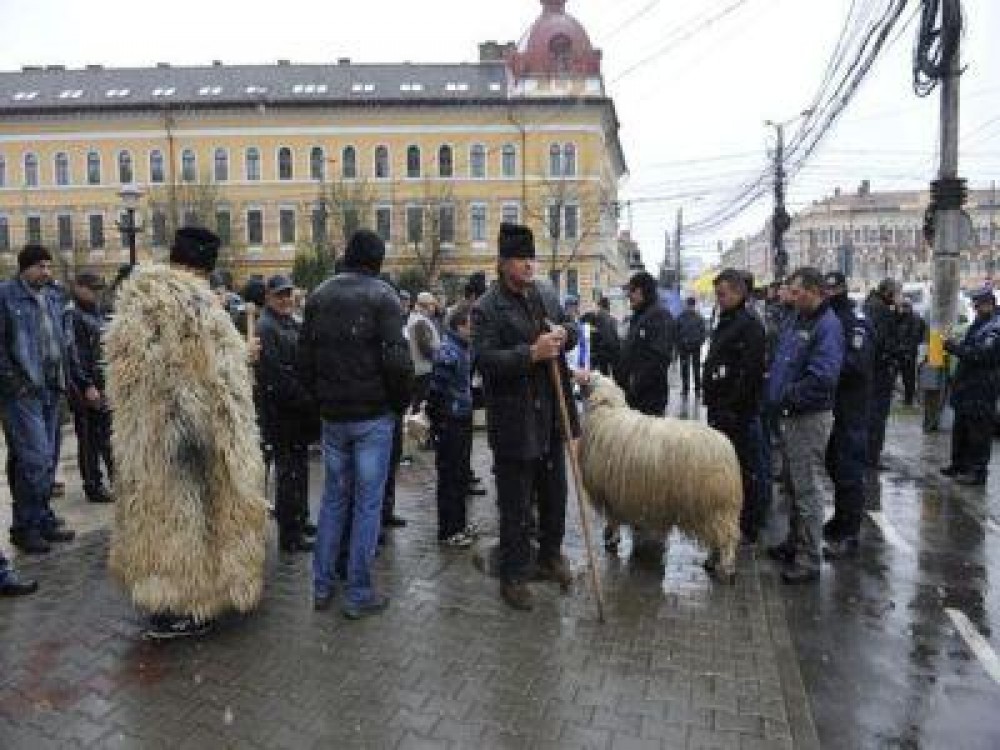Crescatorii de ovine si caprine ameninta din nou cu proteste de strada