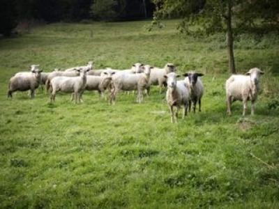 Cresterea ecologica a animalelor