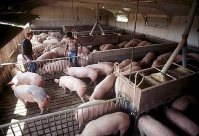 romania-importa-anual-carne-de-porc-in-valoare-de-350-de-milioane-de-euro