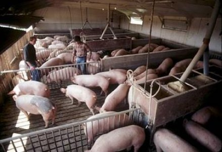 Rase de porci: PIC Romania a lansat pe piata romaneasca vierul terminal PIC 426 Performer