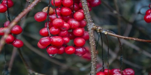 Metode si tehnologii de cultivare. Cresterea rasadurilor de schisandra