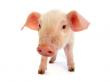 O afacere simpla si profitabila: mini-ferma de ingrasat porci!