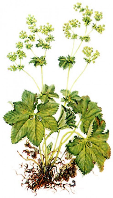 Ceaiul de creţişoară (alchemilla), medicament minune pentru femei