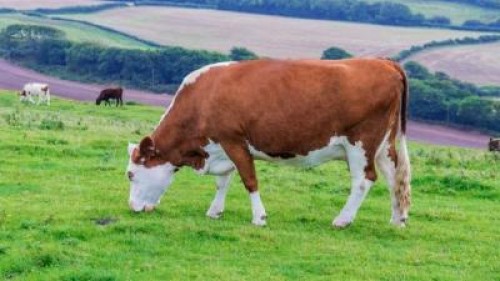 OMS, OMC si FAO: Covid-19 poate duce la o criza alimentara mondiala