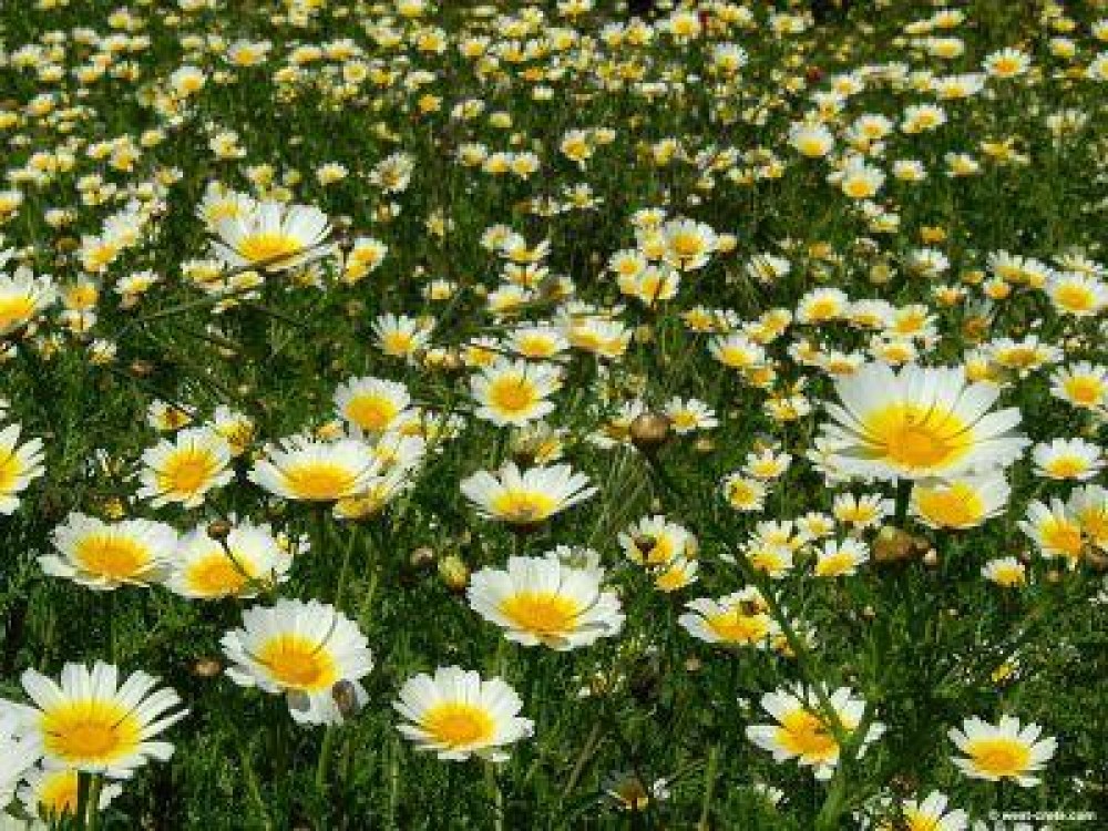 Legatura nebanuita dintre insecticide si crizantema salbatica