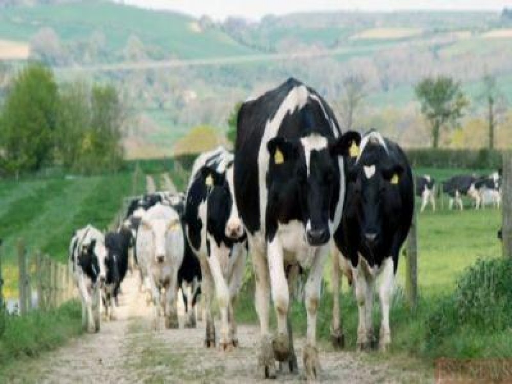 Ce recomanda medicii veterinari pentru protejarea animalelor de efectele caniculei