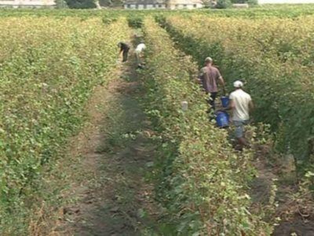 Viticultorii au mari dificultati in recrutarea de zilieri pentru culesul viei