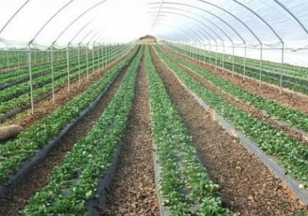 Cultivatorii de capsuni, pe forumul Agroromania: Va sfatuiesc sa nu va grabiti pana nu vedeti si prognoza vremii pe luna februarie