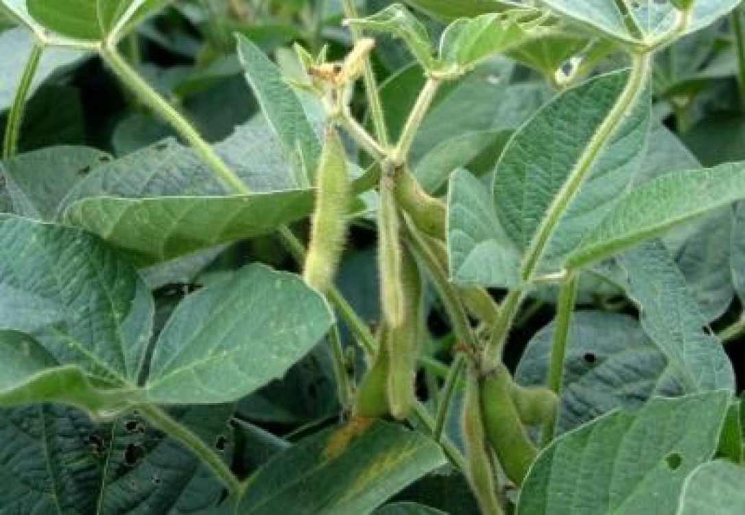 Opinia LAPAR cu privire la cultivarea soiei modificate genetic