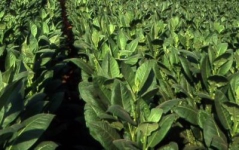Cultivatorii de tutun au discutat despre viitorul acestui sector
