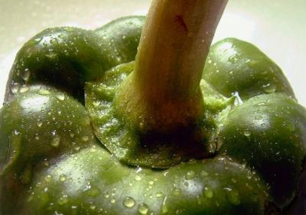 Tehnologia culturii ardeiului in solar