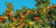 Cultivarea portocalului in Romania. Plantare si ingrijire