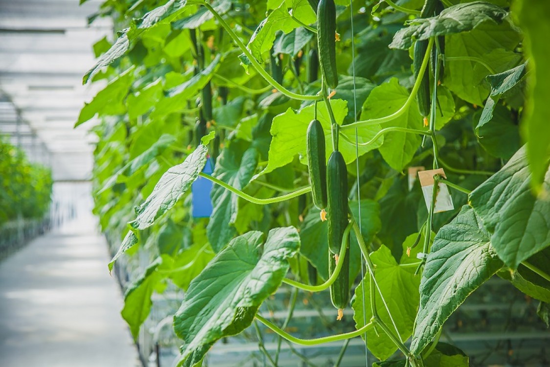 4 avantaje ale cultivarii castravetilor in sere si solarii
