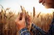 Tratamentul semintelor de cereale - 5 beneficii pentru o productivitate crescuta si constanta