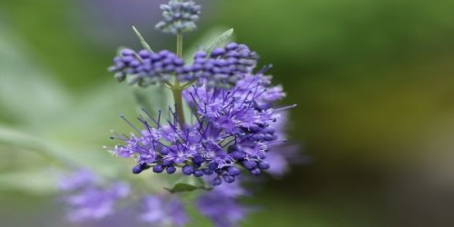 Cultura de facelia: Salvarea productiei de miere in anii dificili