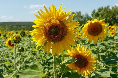 5 solutii moderne pentru cresterea randamentului culturii de floarea-soarelui