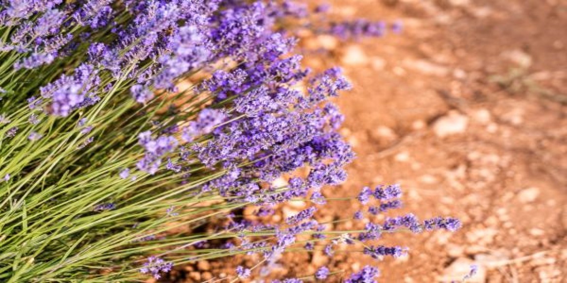 Cultura de lavanda. Tot ce trebuie sa stii despre lavanda