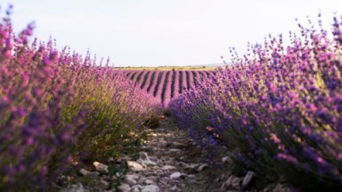 Varietati de lavanda. Soiuri de plante ce pot aduce venituri de 8.000 euro/ha