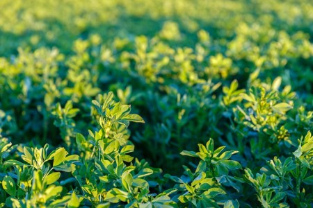 Lucerna, mai mult decat o simpla planta furajera - rolul ei in sistemele agricole moderne
