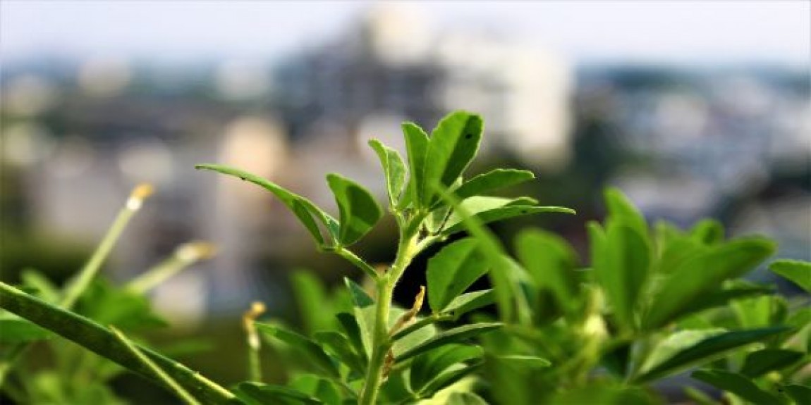 Cultura de schinduf. Utilizarile plantei