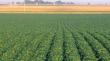 Opinia reprezentantilor fermierilor privind soia modificata genetic