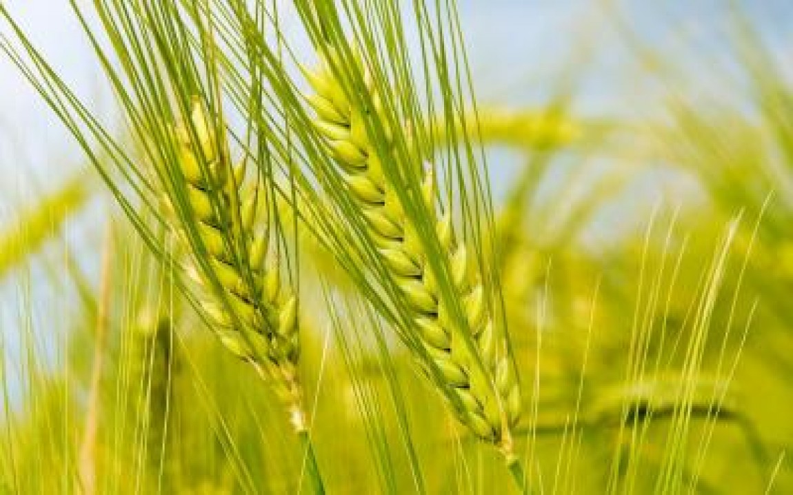 Culita Tarata: Mie imi este frica de preturile practicate de traderi. Ii sfatuiesc pe fermieri sa nu vanda ieftin