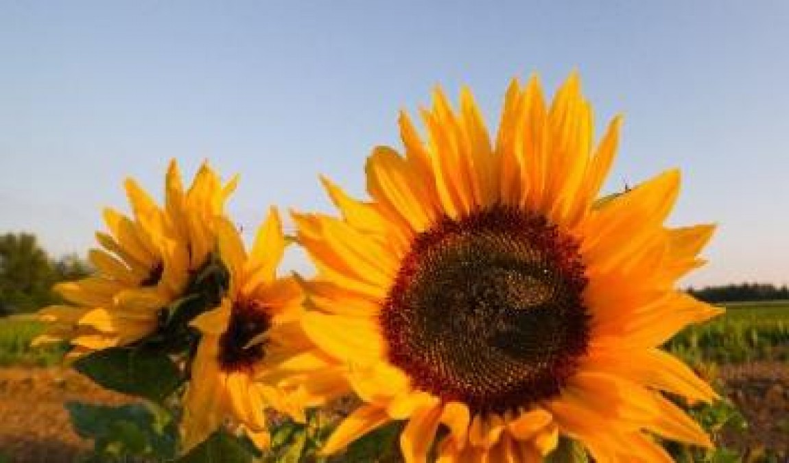 Impozitul pe venitul din agricultura pentru persoanele fizice a suferit mici modificari