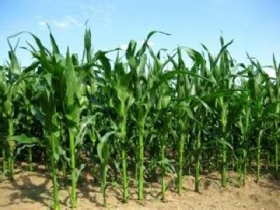 SUA a insamantat doar 12% din suprafata programata pentru porumb