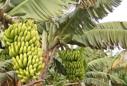 Productia mondiala de banane este pusa in pericol de raspandirea ciupercii TR4