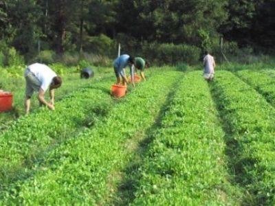 Peste 1.000 de fermieri somati sa returneze subventiile pentru agricultura ecologica