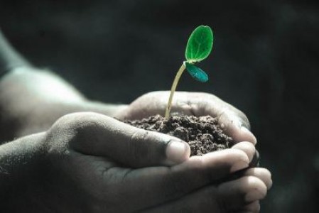 Lista culturilor energetice nonagricole, actualizata