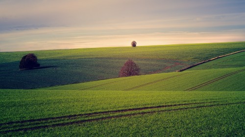 Culturile profitabile in Romania anului 2022
