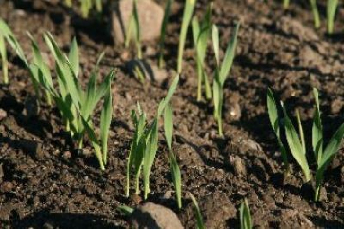 Fermierii romani au semanat doar 1 milion de hectare in aceasta primavara