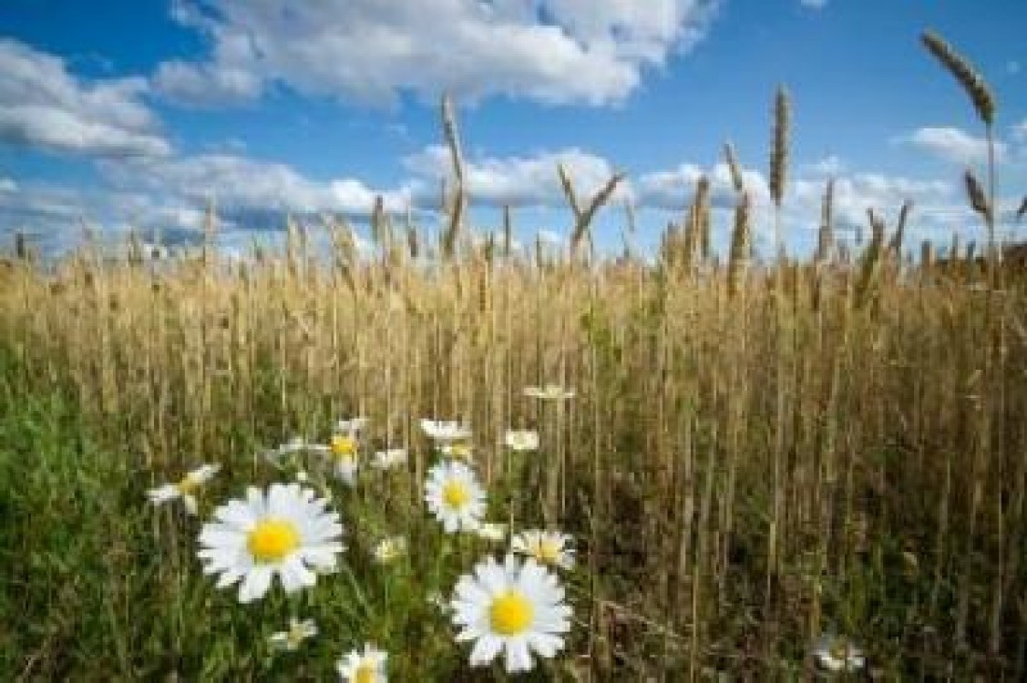 Suprafata cultivata ecologic a Romaniei tot mai mare