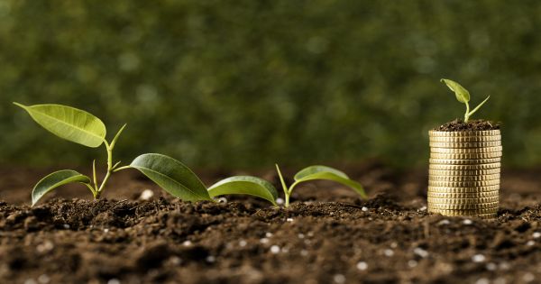 Top 10 culturi agricole profitabile pe suprafete mici