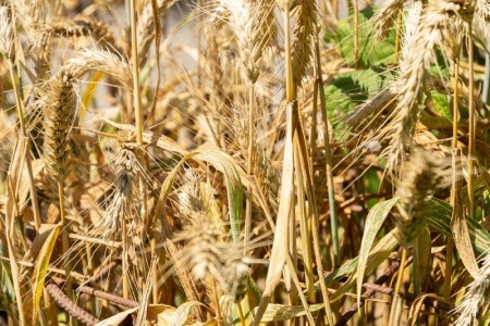 Protectia culturii de triticale, o abordare moderna - 4 strategii de pus in practica