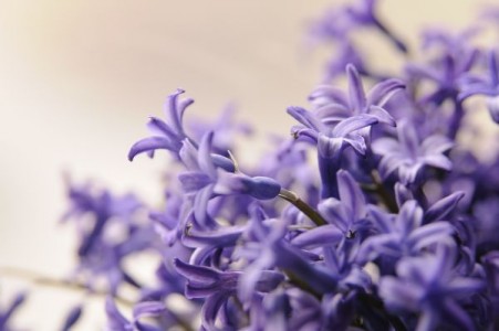 Bulbi de primavara. Cum se planteaza narcisele, lalelele si zambilele