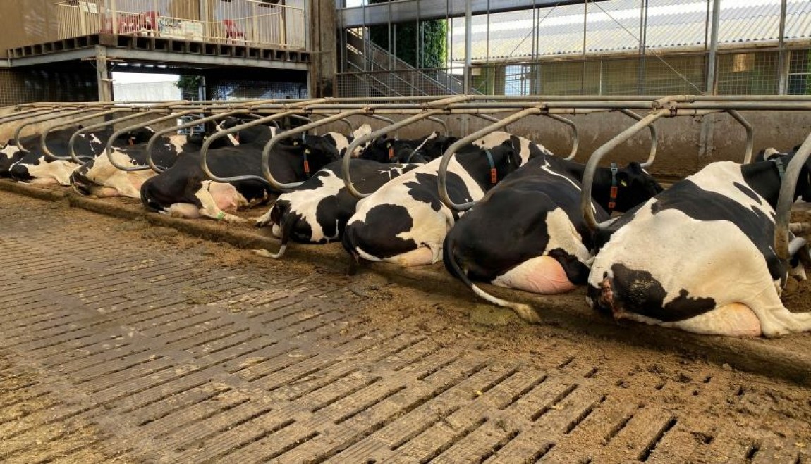 Secretul vacilor linistite si al productiei ridicate de lapte: cusetele de odihna