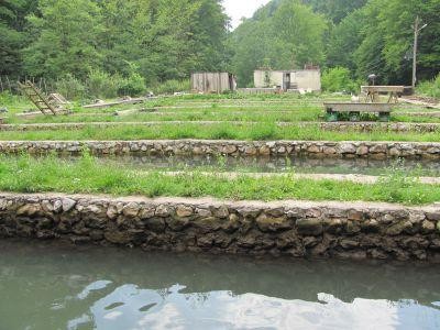 Afacere de succes, inflorita in mijlocul padurii