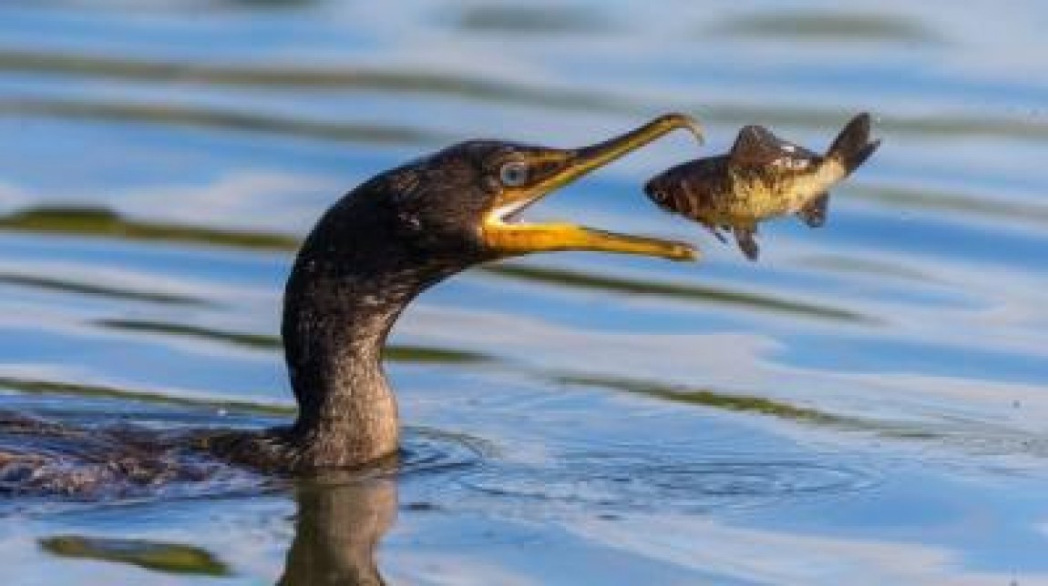 Mii de cormorani din Romania ar putea fi impuscati