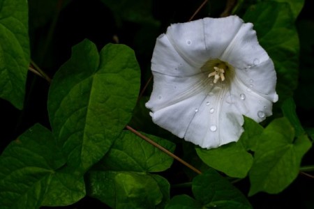Frumuseti otravitoare: datura