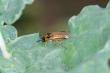Care sunt cele mai daunatoare insecte pentru cultura de rapita si cum protejezi eficient plantele