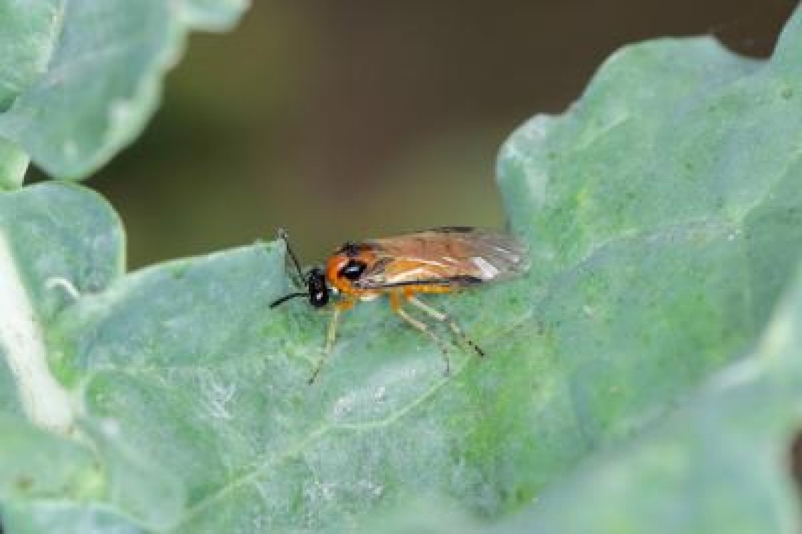 Care sunt cele mai daunatoare insecte pentru cultura de rapita si cum protejezi eficient plantele