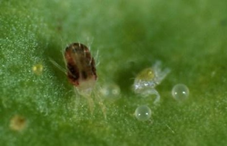 Daunatorii citricelor si combaterea lor