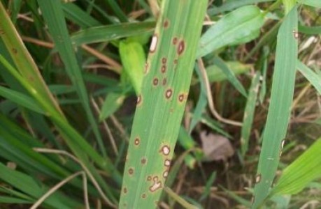 Culturile de cereale si livezile sunt afectate de daunatori de import