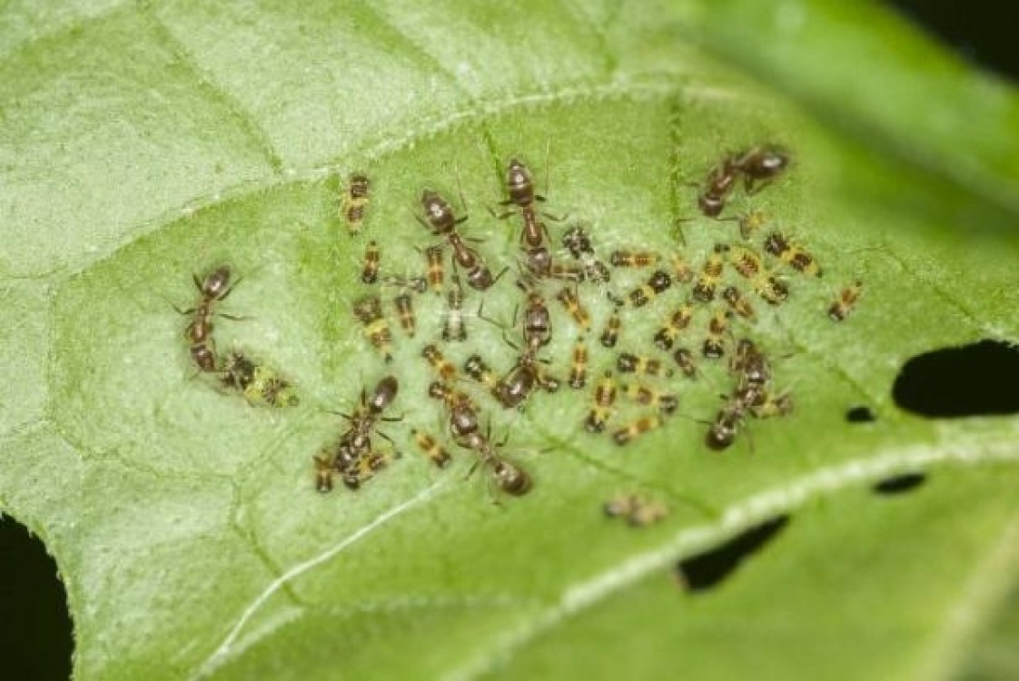 Temperaturile ridicate si precipitatiile scazute au adus daunatori culturilor agricole