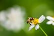 Nosemoza. Ce efect poate avea asupra albinelor?